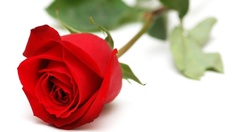 Rose Rose